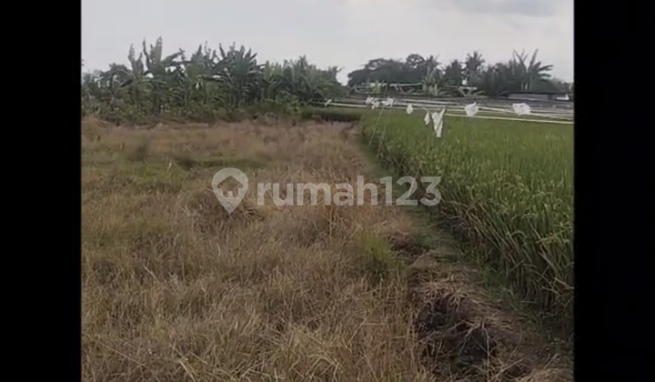 Disewakan Tanah 20 Are Shm Di Kaba-kaba... Disewakan Tanah 20 Are Shm Di Kaba-kaba...