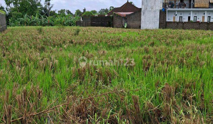 Tanah di jln tibuan. buduk, Canggu SHM - Sertifikat Hak Milik 40 are 1