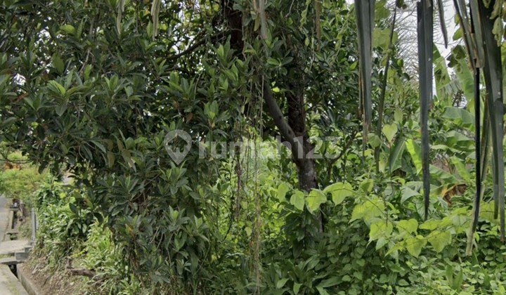 For Rent 1.5 Are Land with SHM in Padonan - Canggu For Rent 1.5 Are Land with SHM in Padonan - Canggu