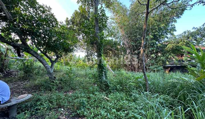 Disewakan Tanah 5 Are.shm Di Munggu..... Disewakan Tanah 5 Are.shm Di Munggu.....