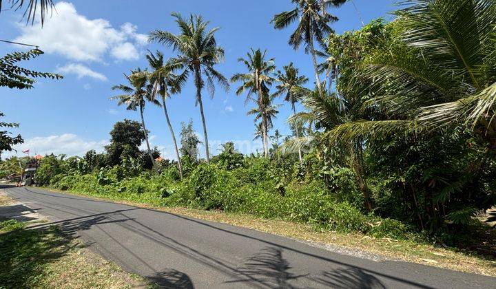 Tanah Disewakan 40 Are Shm Bongan -tabanan 1