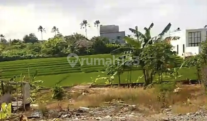 For Rent 8.5 Are Land with SHM in Canggu- Semat