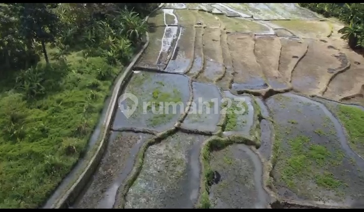 For Rent 10 Are SHM Land in Padonan ... For Rent 10 Are SHM Land in Padonan ...