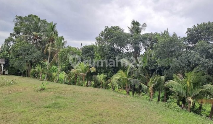 For Rent 47 Are Land with SHM in Kedungu.... For Rent 47 Are Land with SHM in Kedungu....