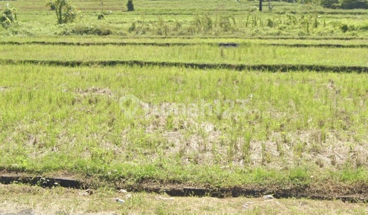 Disewakan Tanah 12 Are.shm Di Munggu- Tanah Lot