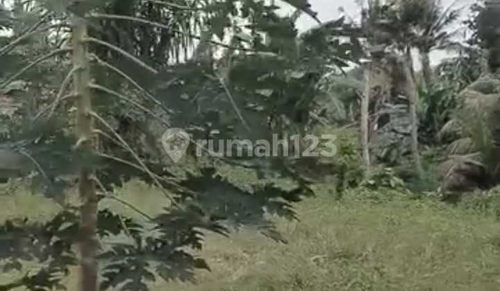 Land for Rent. 3.5 Ares. shm In Cepaka - Selingsing