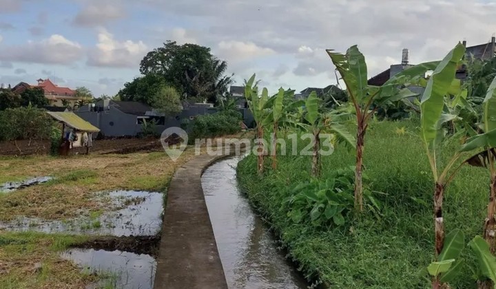 Land for Rent 10 Are SHM in Canggu-Padonan Land for Rent 10 Are SHM in Canggu-Padonan