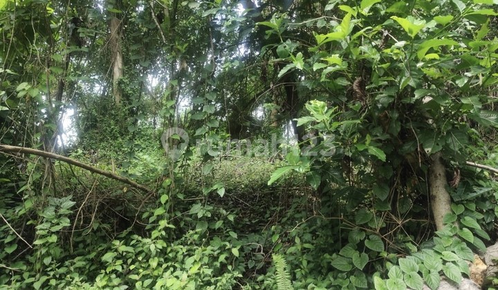 Disewakan Tanah 20 Are Shm Di Buwit - Tabanan