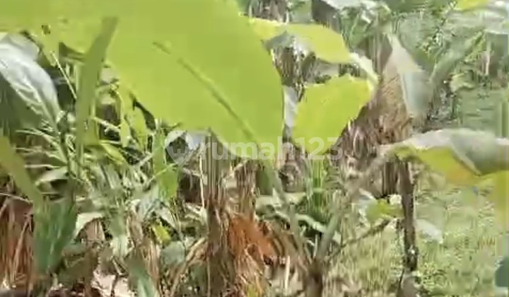 For Rent 2 Are Land with SHM in Kerobokan. For Rent 2 Are Land with SHM in Kerobokan.