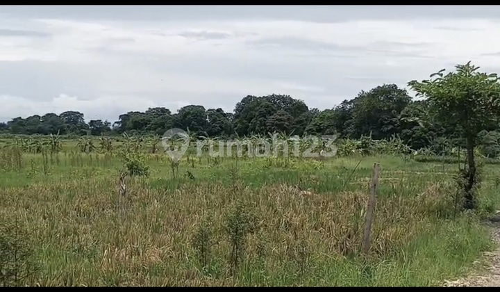 Disewakan Tanah 25 Are SHM di Tumbakbayuh- Jln Veteran