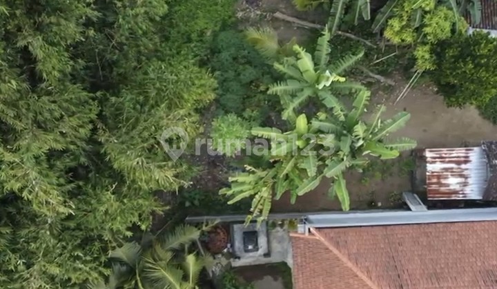 Disewakan Tanah 9,5 Are di Ubud- Giayar..