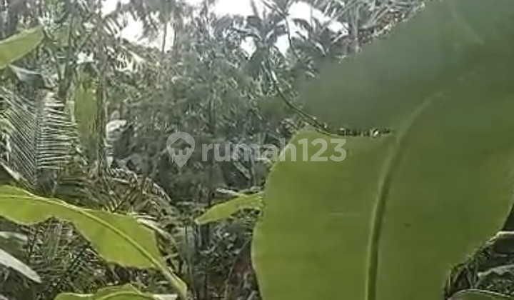 For Rent 2 Are Land with SHM in Kerobokan. For Rent 2 Are Land with SHM in Kerobokan.