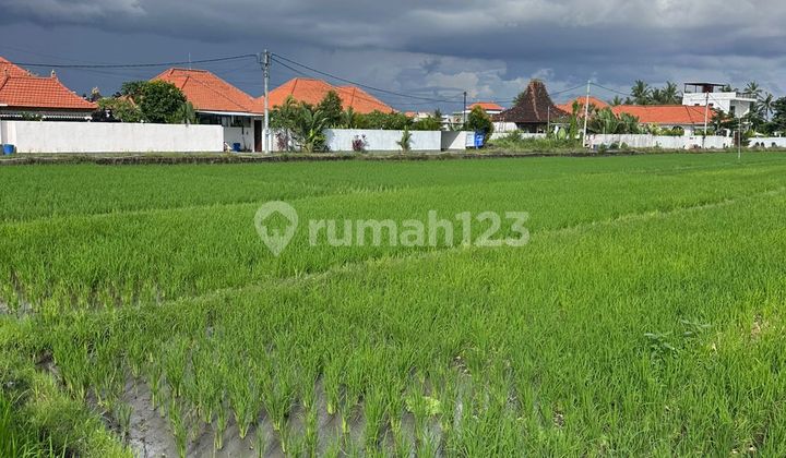 Disewakan Tanah 4 Are SHM di Seseh......