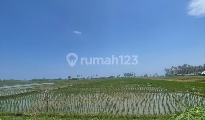 Tanah Dijual 42 Are Los Pantai Pasut Zona Pink 2