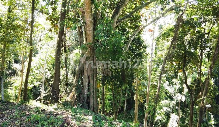 Land in Cepaka SHM 33 Are View River and Jungle