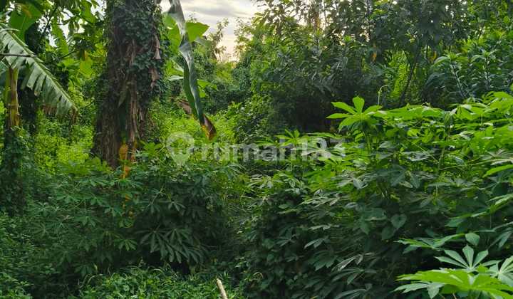 Rent Land 35,5 Are Freehold at Ditumbak Bayuh.
