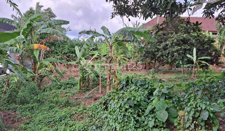 Land for rent 9 are SHM Canggu-Jln Beringin 2