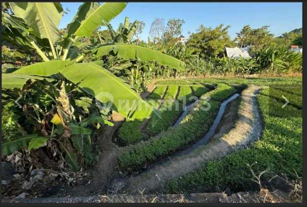 Disewakan Tanah 10.67 Are SHM di Padonan.