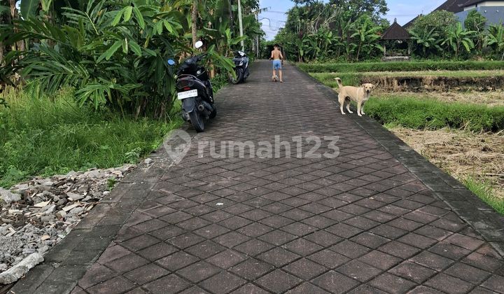 For Rent 30 Are SHM in Buduk Villa Area. For Rent 30 Are SHM in Buduk Villa Area.