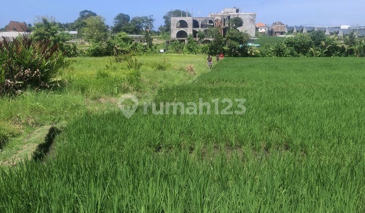Disewakan Tanah 20 Are SHM di Seseh.....