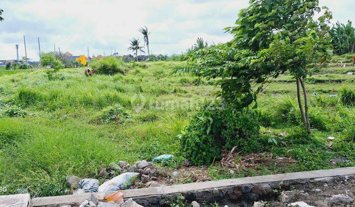 Land for rent 10 are SHM Abasan Berawa 1