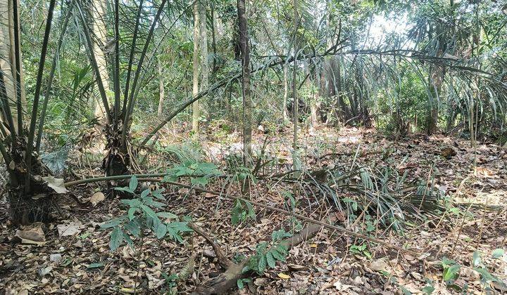 Tanah Los Sungai Disewakan 25 Are Di Buwit  1