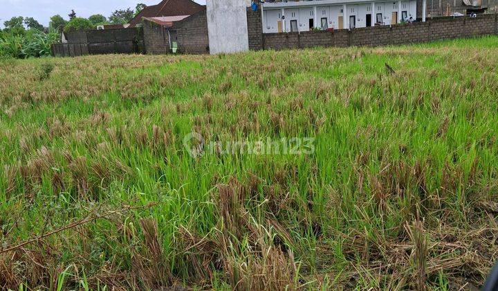 Tanah di jln tibuan. buduk, Canggu SHM - Sertifikat Hak Milik 40 are 2