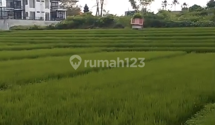 For Rent 20 Are SHM Land in Canggu - Berawa