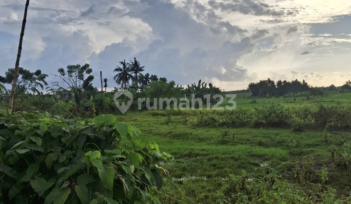 Land for Rent, 20 Are with SHM in Munggu - Seseh Land for Rent, 20 Are with SHM in Munggu - Seseh