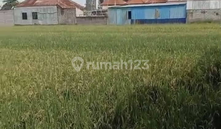 For Rent 5 Are Land with SHM in Buduk ..... For Rent 5 Are Land with SHM in Buduk .....