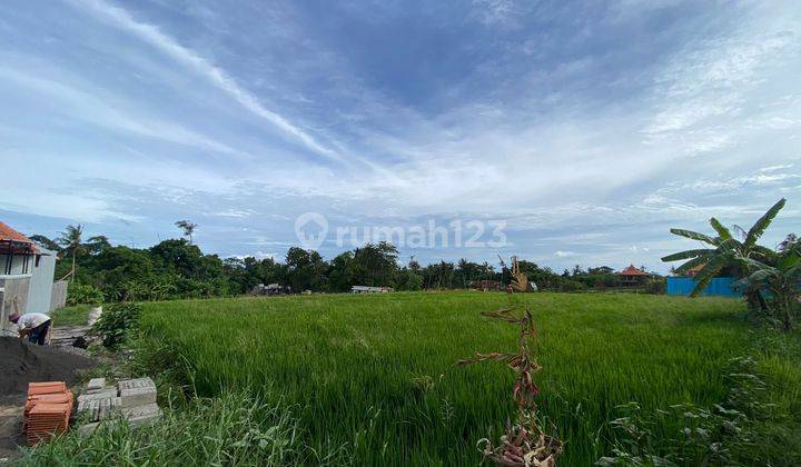 Tanah Kontrakan Nyanyi Beach 50 Are Yellow Zone 1