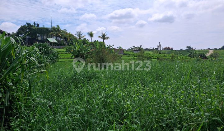 Disewakan Tanah Luas 5 Are. SHM Buduk .. Disewakan Tanah Luas 5 Are. SHM Buduk ..