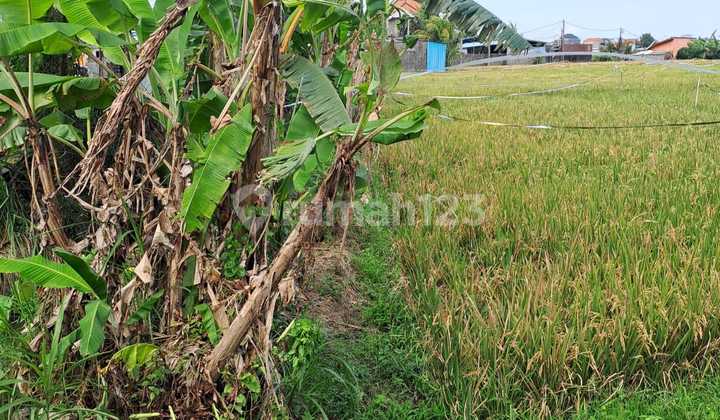 For Rent Land 30 Are Shm In Munggu-bantas