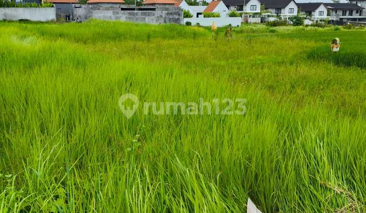 Disewakan Tanah 44 Are SHM di Seseh Beach.