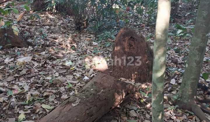 Land for Rent 25 Are in Buwit Los Sungai