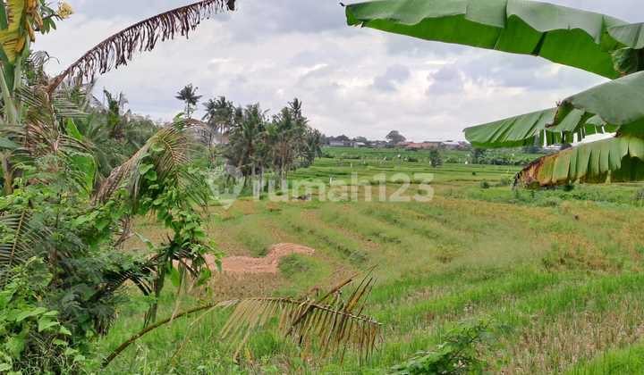 For Rent 10 Are Land with SHM in Kedungu.... For Rent 10 Are Land with SHM in Kedungu....