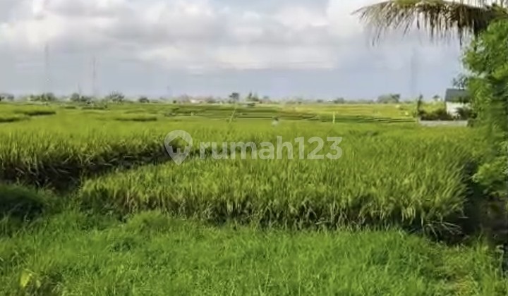 For Rent 15 Are Land with Certificate in Cepaka - Selingsing