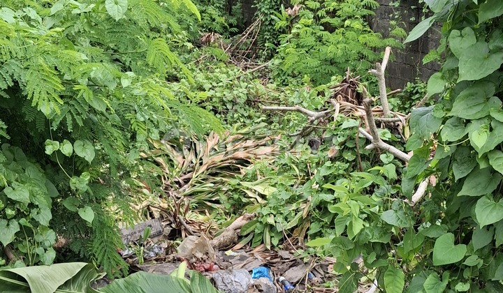 Buc Dijual.tanah 8 Are Shm Di Buduk- Canggu Buc Dijual.tanah 8 Are Shm Di Buduk- Canggu