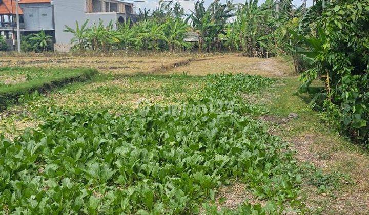 Tanah Kontrakan 8 are SHM 5 Menit Pantai Kedungu 2