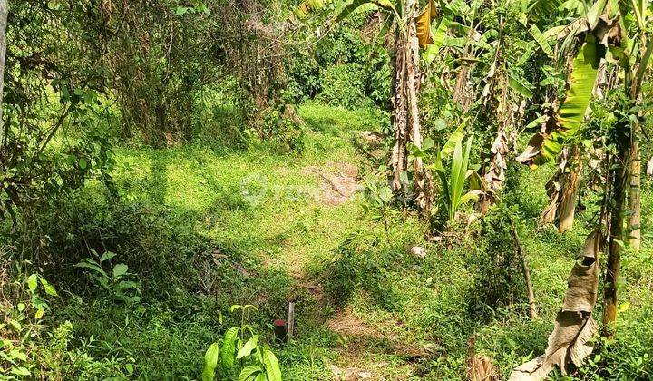Tanah Los Sungai Disewakan 25 Are Di Buwit  2
