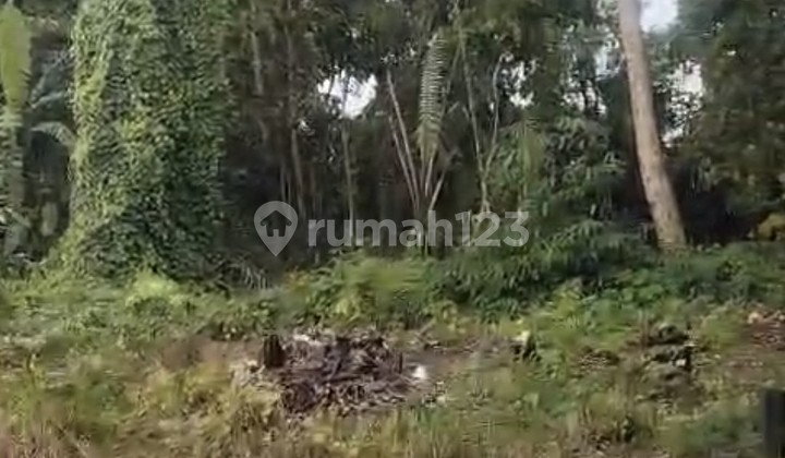 Tanah Sewa 10 Are Di Kaba- Kaba Shm Yellow Tanah Sewa 10 Are Di Kaba- Kaba Shm Yellow