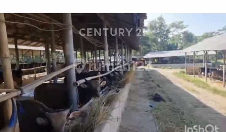 Tanah Peternakan Sapi Di Jalan Cagak Subang Tanah Peternakan Sapi Di Jalan Cagak Subang