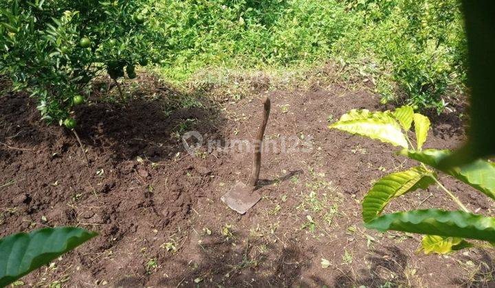 Dijual Tanah Luas Perkebunan Di Kabupaten Bandung 2