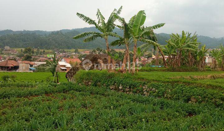 Tanah bagus di Ciwidey 8400 m² 3