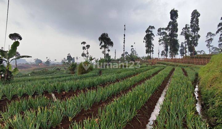 Tanah di Ciwidey cocok untuk Villa atau investasi 2