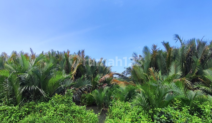 Land in Cijulang Batukaras Suitable for Resort Villa.