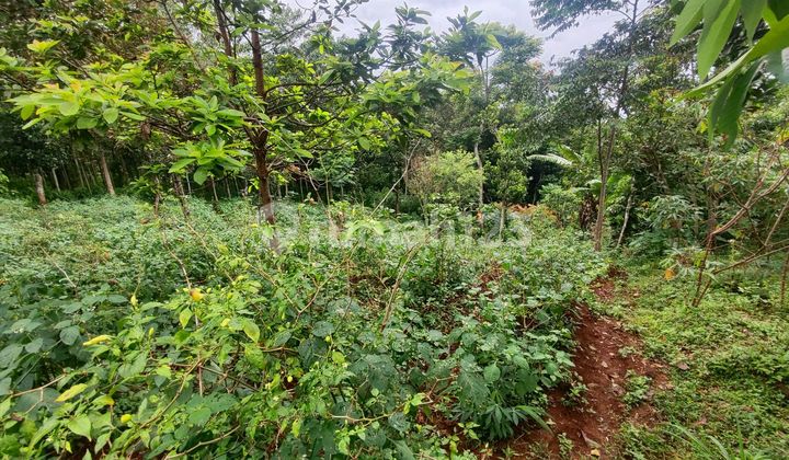 Tanah di Kaki Gunung Geulis Tanjungsari Sumedang Tanah di Kaki Gunung Geulis Tanjungsari Sumedang