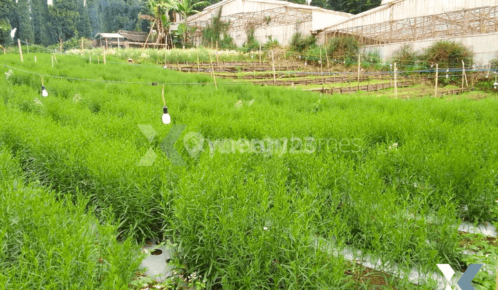 Tanah Strategis Cocok Untuk Villa di Lembang Bandung 1