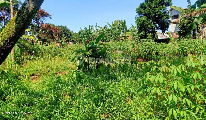 Tanah di Gg H. Ali, Semplak Bogor, Bogor SHM 3.562 m² 1
