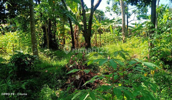 Tanah di Gg H. Ali, Semplak Bogor, Bogor SHM 3.562 m² 4